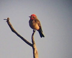 Pyrocephalus rubinus