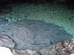 Pale Catfish photo 4