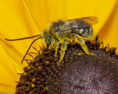 Melissodes illatus