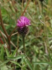 Centaurea nigra