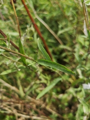 Centaurea nigra