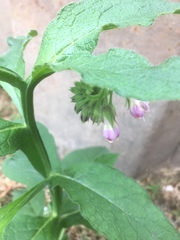 Symphytum × uplandicum