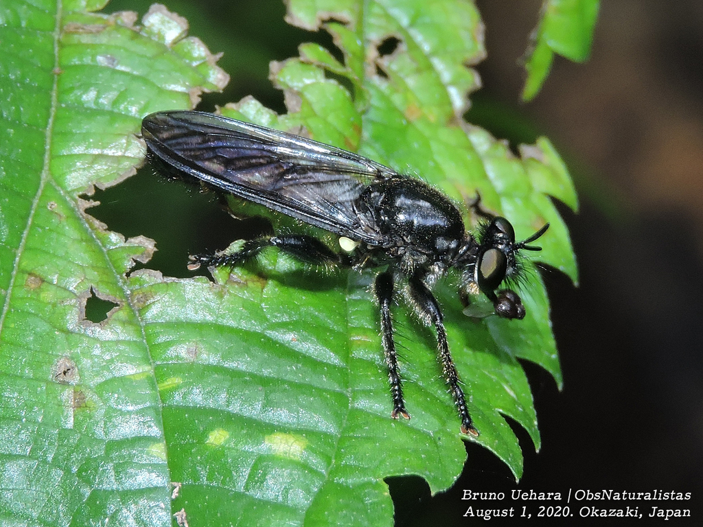 Choerades caudatus