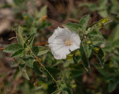 Jacquemontia pringlei