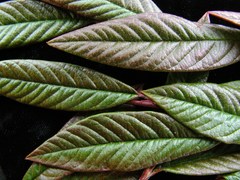 Cotoneaster salicifolius
