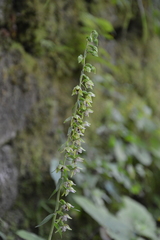 Epipactis
