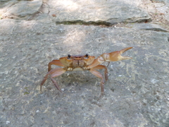 Odontothelphusa palenquensis