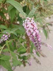 Buddleja davidii