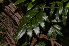 Mischocarpus