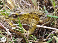 Huge-Crested Toad photo 2