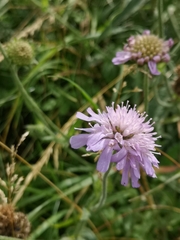 Knautia arvensis