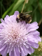 Knautia arvensis