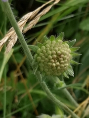 Knautia arvensis