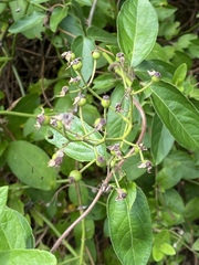 Vincetoxicum nigrum