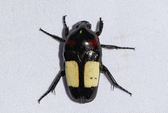 Dicheros bimacula