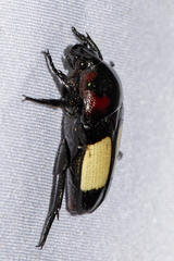 Dicheros bimacula
