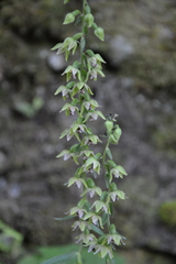 Epipactis