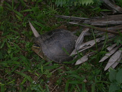 Cuora amboinensis kamaroma