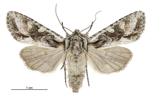 New Zealand Cutworm photo 3