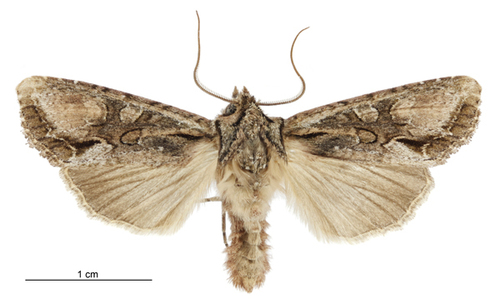 New Zealand Cutworm photo 4