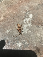 Eburia quadrigeminata