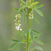 White Sweetclover - Photo (c) Sarah Gregg, some rights reserved (CC BY-NC-SA)