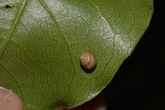 Coneuplecta calculosa