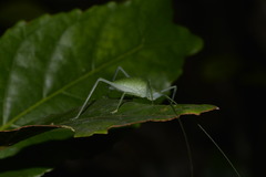 Mastighaphoides haffneri