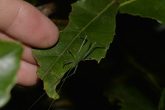 Mastighaphoides haffneri