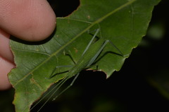 Mastighaphoides haffneri