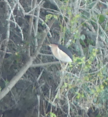 Ixobrychus minutus payesii