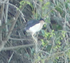 Ixobrychus minutus payesii