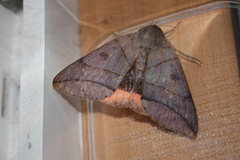 Thyas juno