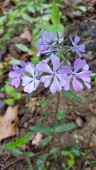 Phlox divaricata divaricata