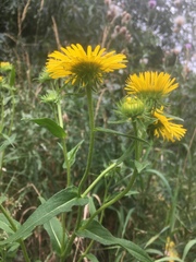Pentanema britannica