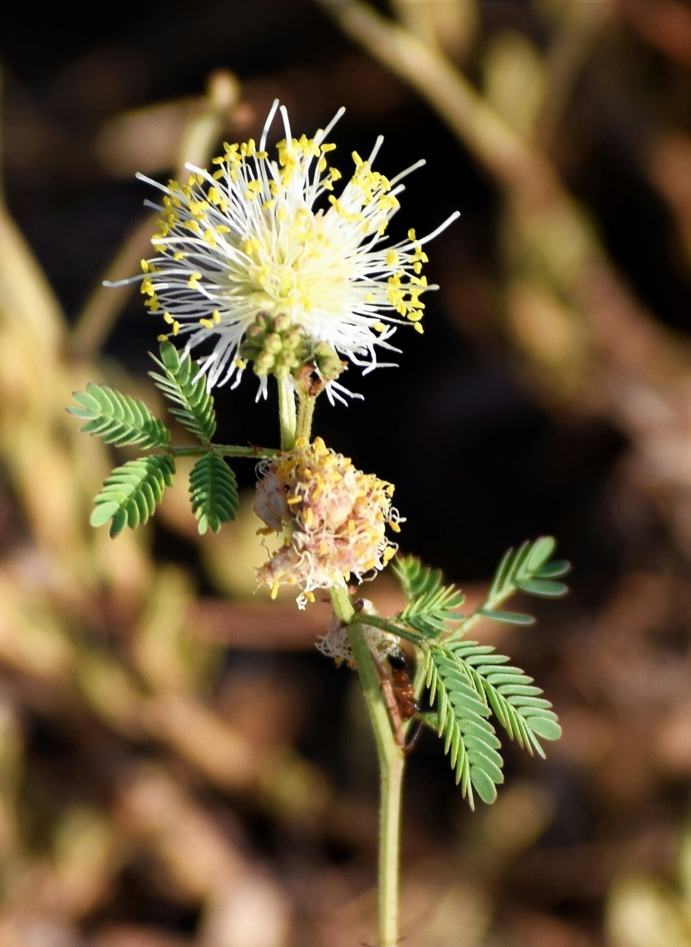 Desmanthus cooleyi