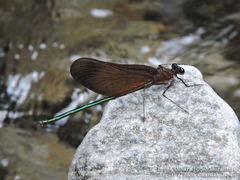 Calopteryx cornelia