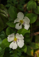Dissotis decumbens