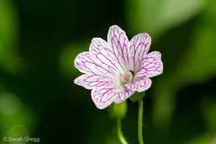 Geranium versicolor
