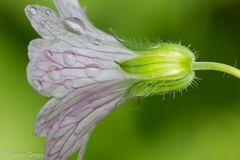 Geranium versicolor