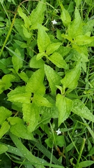 Conoclinium coelestinum