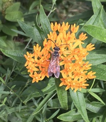 Sphex ichneumoneus