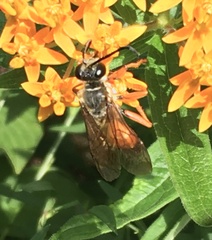 Sphex ichneumoneus