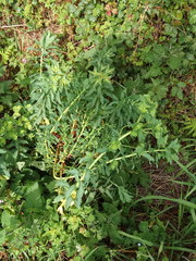 Euphorbia platyphyllos