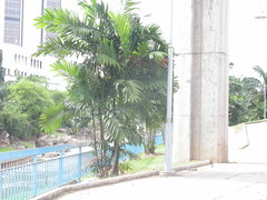 Areca