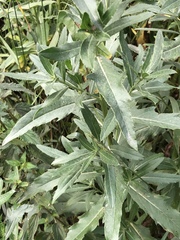 Cirsium arvense integrifolium