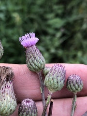 Cirsium arvense integrifolium