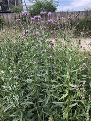 Cirsium arvense integrifolium