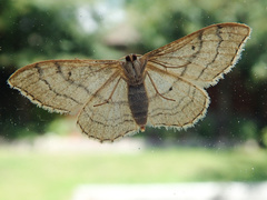 Idaea aversata