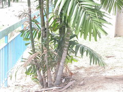 Areca